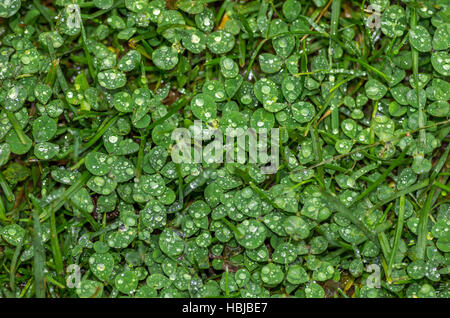 Gouttes de pluie sur clover Banque D'Images