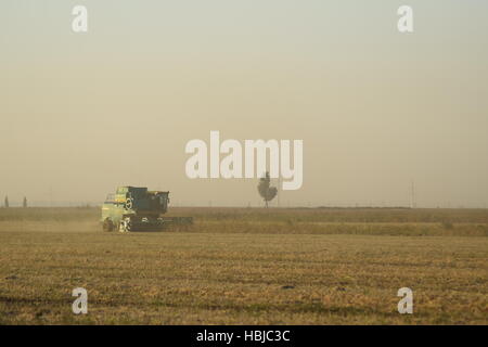 La récolte de soja par combine dans le domaine. Banque D'Images
