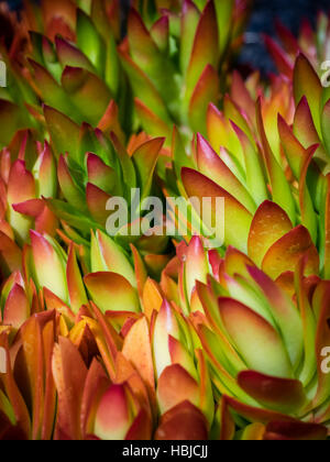 Succulentes Fleur alpine Banque D'Images