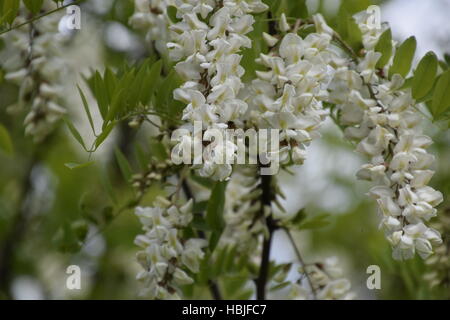 Acacia fleurs raisin blanc Banque D'Images