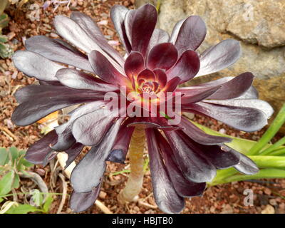 Aeonium arboreum Banque D'Images