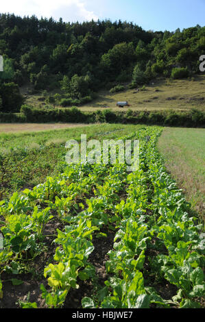 Beta vulgaris ssp. vulgaris, Mangelwurzel Banque D'Images