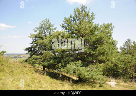 Pin sylvestre Pinus sylvestris, Banque D'Images