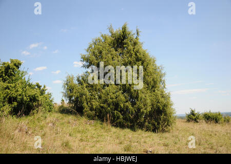 Le genévrier commun Juniperus communis, Banque D'Images