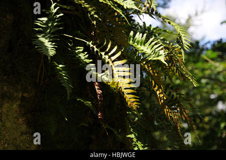 Le polypode commun Polypodium vulgare, Banque D'Images