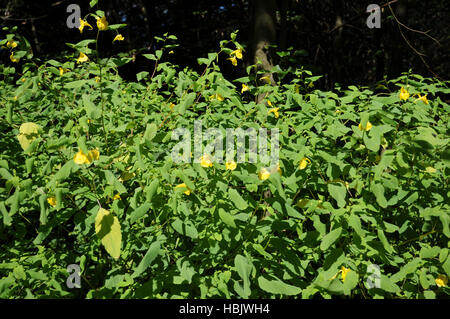 Impatiens noli-tangere, touch-me-not sapin baumier Banque D'Images