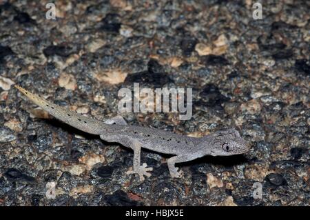 Du Nord Un gecko à queue épineuse (Strophurus ciliaris pour patrouiller la route la nuit dans le Territoire du Nord, Australie Banque D'Images