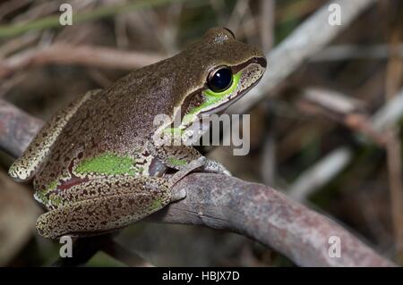Blue Mountains une grenouille d'arbre (Litoria citropa) à Dharawal National Park, New South Wales, Australie Banque D'Images