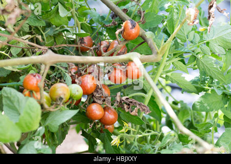 Un tas de tomates cerise pourrie sur farm Banque D'Images