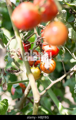 Un tas de tomates cerise pourrie sur ferme avec une mouche lécher sur eux Banque D'Images