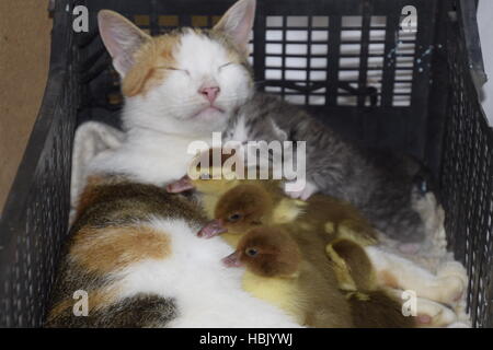 Mère de famille de chat pour les canetons Banque D'Images