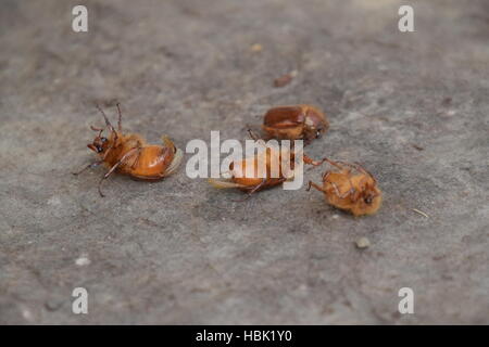 Melolontha orient sur le terrain Banque D'Images