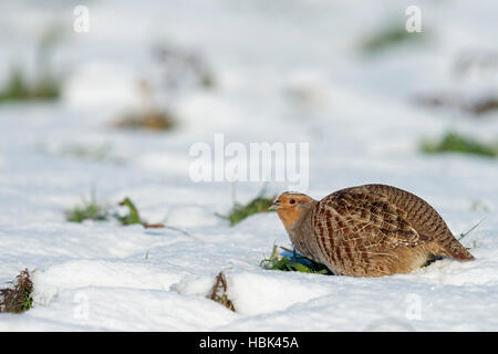 La Perdrix grise / Rebhuhn ( Perdix perdix ) en hiver, sur un terrain couvert de neige, la recherche de nourriture, regarder, journée ensoleillée, l'Europe. Banque D'Images