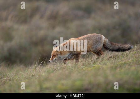 Red Fox / Rotfuchs ( Vulpes vulpes ) la chasse dans les prairies ouvertes, environnement typique, vue de côté. Banque D'Images