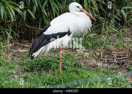 Stork adultes sur un pré Banque D'Images