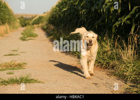 Golden Retriever en route de champs de maïs Banque D'Images