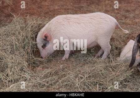 Cochon rose connu comme un porc miniature Gottingen Banque D'Images