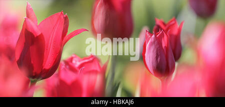 Tulipes en fleurs concept Banque D'Images