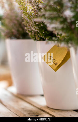 Avec les pots plantés de bush heather sur une table en bois. Profondeur de champ. Arrière-plan flou flou artistique. Banque D'Images