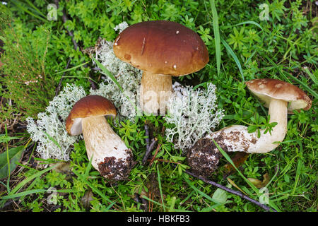 Champignons boletus trois trouvé dans la forêt Banque D'Images