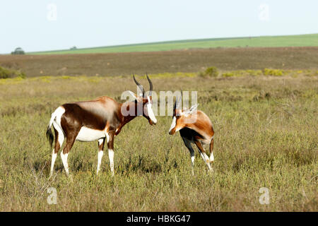 Running Wild Le Bontebok Banque D'Images