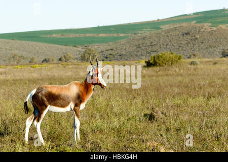 Bébé Bontebok Banque D'Images