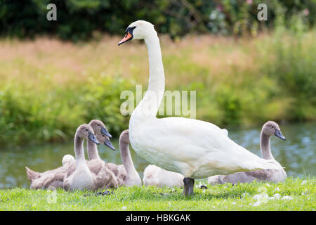 White Swan mère avec les poussins Banque D'Images