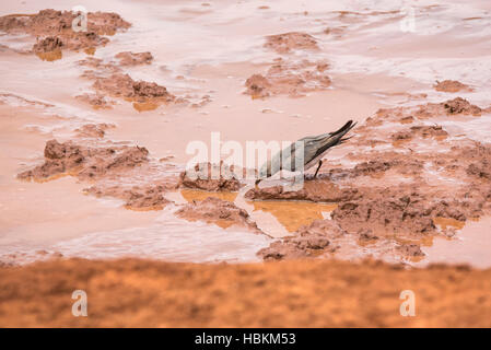 Glaréole à collier A boire d'une piscine dans le parc national de Tsavo East au Kenya. La couleur du sol est plutôt un caractère distinctif Banque D'Images