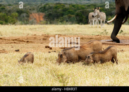 Famille de phacochère mange de l'herbe Banque D'Images