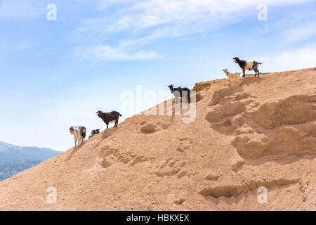 Groupe des chèvres de montagne sur une colline de sable Banque D'Images