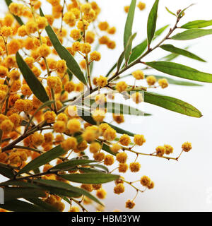 Mimosa isolated on white Banque D'Images