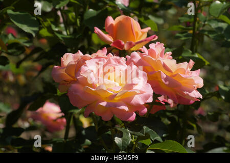 Rosa Inspiration, rose hybride Banque D'Images