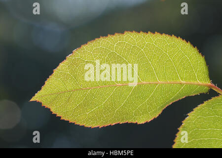 Rosa, hybride-rose, feuille Banque D'Images