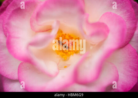 Fleur de pivoine rose Banque D'Images