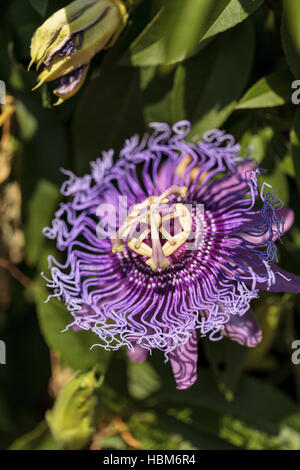 Fleur de la passion Passiflora caerulea Banque D'Images