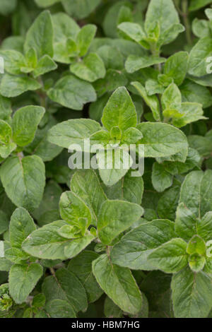 L'origan, Wilder Dost, la société Dost, «Dost, Blatt, Blätter vor der Blüte, origanum vulgare, origan, marjolaine sauvage Banque D'Images