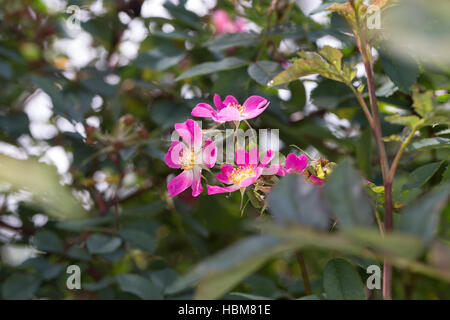 Rotblatt-Rose Rotblättrige Hecht-Rose, Rose, Rose, Hechtrose, Bereifte, Rosa glauca, Rosa rubrifolia rubifolia Roas, à feuilles rouge, rose, rose originaire, L Banque D'Images