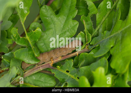 Un Rotkopf-Wintereule, Raupe frisst Eiche, Conistra erythrocephala, Dasycampa erythrocephala, châtaigne à tête rouge, Caterpillar. 'Wintereulen'. Eulenfa Banque D'Images