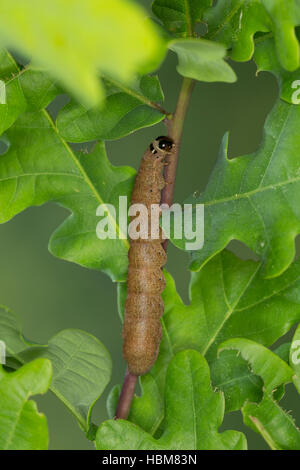 Un Rotkopf-Wintereule, Raupe frisst Eiche, Conistra erythrocephala, Dasycampa erythrocephala, châtaigne à tête rouge, Caterpillar. 'Wintereulen'. Eulenfa Banque D'Images