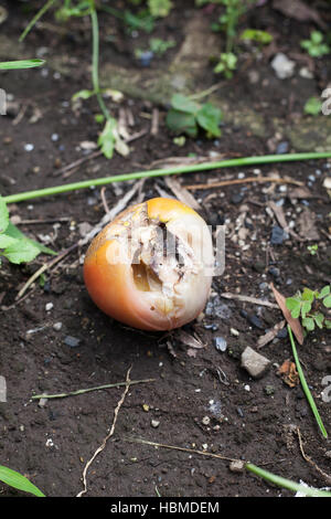 Tomate pourrie endommagées par les insectes à la ferme gauche Banque D'Images