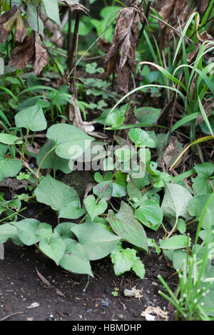 Wild Asian Houttuynia cordata plante appelée aussi connu sous le nom de Dokudami en japonais on farm Banque D'Images