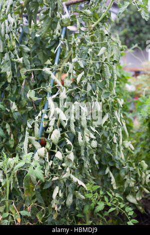 Feuilles très frisées sur tomate arbre par une pléthore d'azote dans les exploitations agricoles Banque D'Images