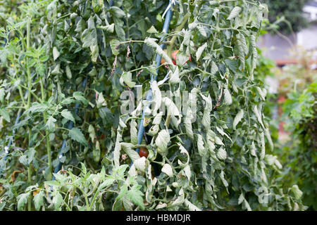 Feuilles très frisées sur tomate arbre par une pléthore d'azote dans les exploitations agricoles Banque D'Images