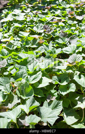 Vert et violet frais des feuilles de patate douce on farm Banque D'Images