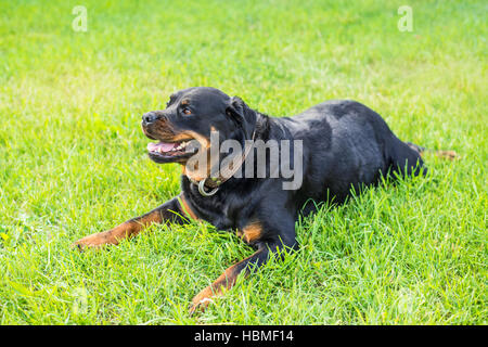 Bon chien Rottweiler portant sur la pelouse Banque D'Images