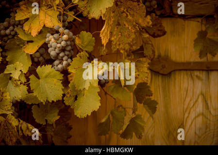 Les raisins rouges dans un décor d'automne Banque D'Images