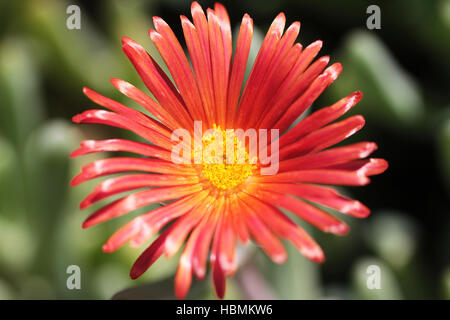 La photo en gros rouge des fleurs exotiques Banque D'Images