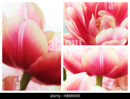 Tulip close up macro collage Banque D'Images