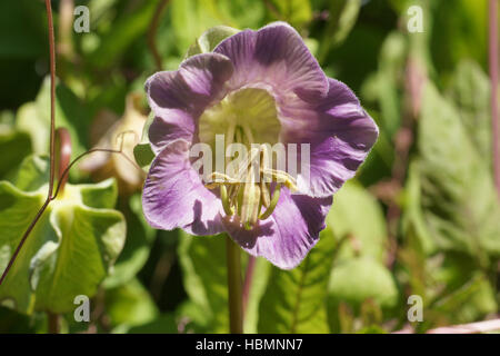 Cobaea scandens, Cathédrale bell Banque D'Images