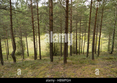 Paysage au lac Vättern en Suède